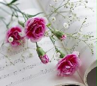 全國大型鮮花店信息集